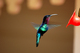 Colibris Martiniquais